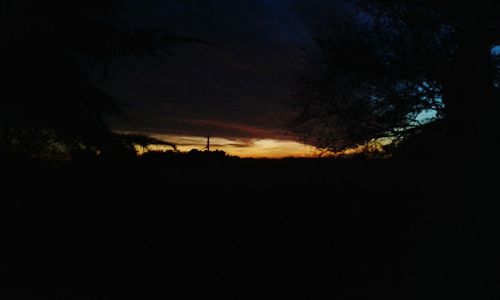 Silhouette of trees at night