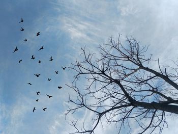 Low angle view of birds flying in sky