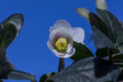 Close-up of white flowering plants against blue sky