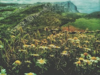 Plants growing on field