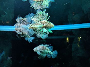 Close-up of fish swimming in aquarium