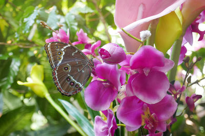 Low angle view of butterfly on pink orchids