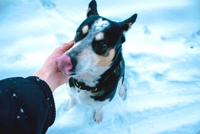 High angle view of hand stroking dog on snow