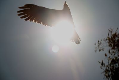 Low angle view of birds flying in sky