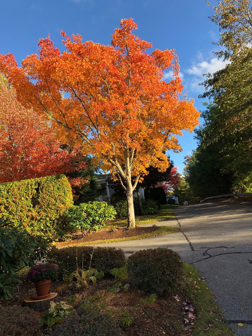 plant, tree, autumn, change, orange color, nature, growth, beauty in nature, day, sky, no people, outdoors, tranquility, park, road, leaf, footpath, transportation, park - man made space, branch, fall, autumn collection