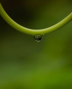 Close-up of water drop on leaf