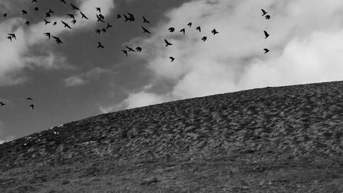 Low angle view of birds flying against sky