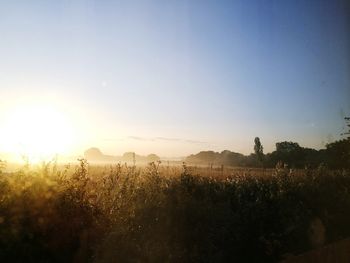 Scenic view of field against clear sky during sunset