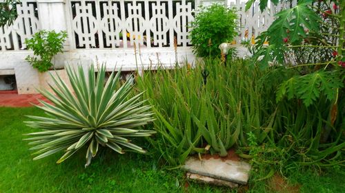 Close-up of grass in city