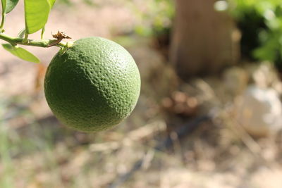 Close-up of fruits on tree