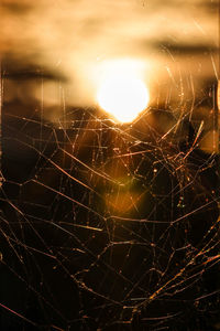 spider web