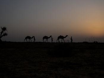 Silhouette camels on landscape against sky
