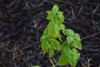 Close-up of plant growing in field