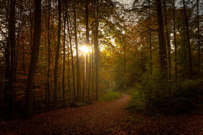 Trees growing in forest during autumn