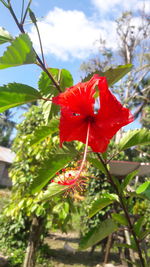 Close-up of red hibiscus flower