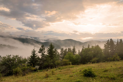 Fog in the forest at bulgaria.