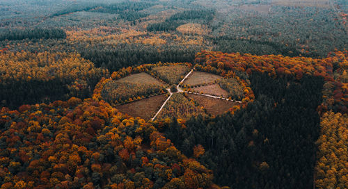 High angle view of trees in forest during autumn