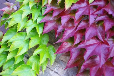 Close-up of red maple leaves