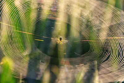 Close-up of spider on web