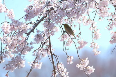 Low angle view of apple blossoms in spring