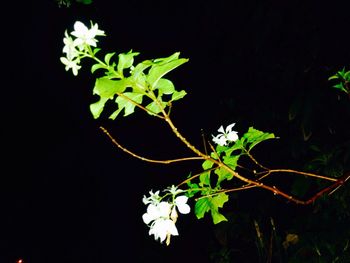 Close-up of white flowers