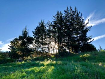 Trees on field against blue sky