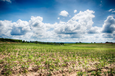 Scenic view of field against sky