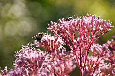 Close-up of bee pollinating on pink flower