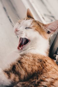 Close-up of cat yawning