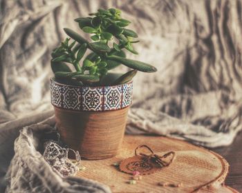 Close-up of potted plant on table