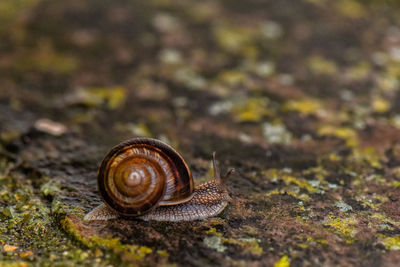 Close-up of snail on land