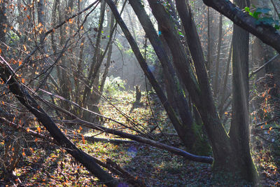 Trees in forest