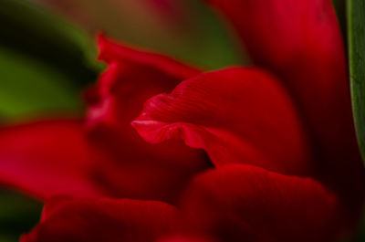 Close-up of red flower blooming outdoors