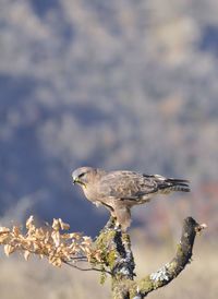 Close-up of bird perching on a branch against blurred background