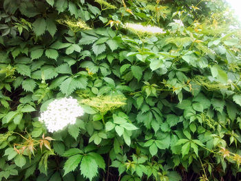 Plant growing on white background