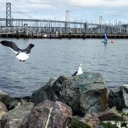 Seagull flying over water