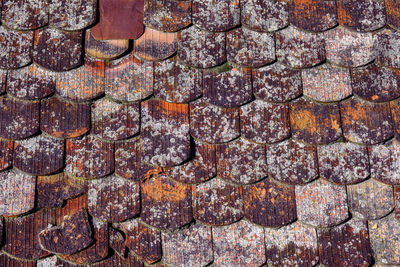 Romanian old roof tiles texture with lichens due to humid climate