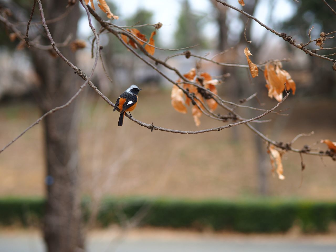 one animal, animals in the wild, animal themes, outdoors, nature, day, focus on foreground, animal wildlife, no people, branch, beauty in nature, tree, bird, perching, close-up