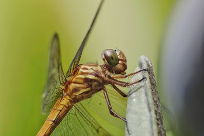 Close-up of insect on leaf