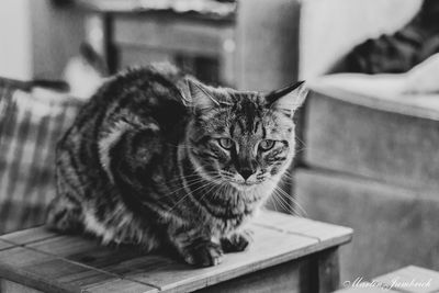 Cat sitting on table