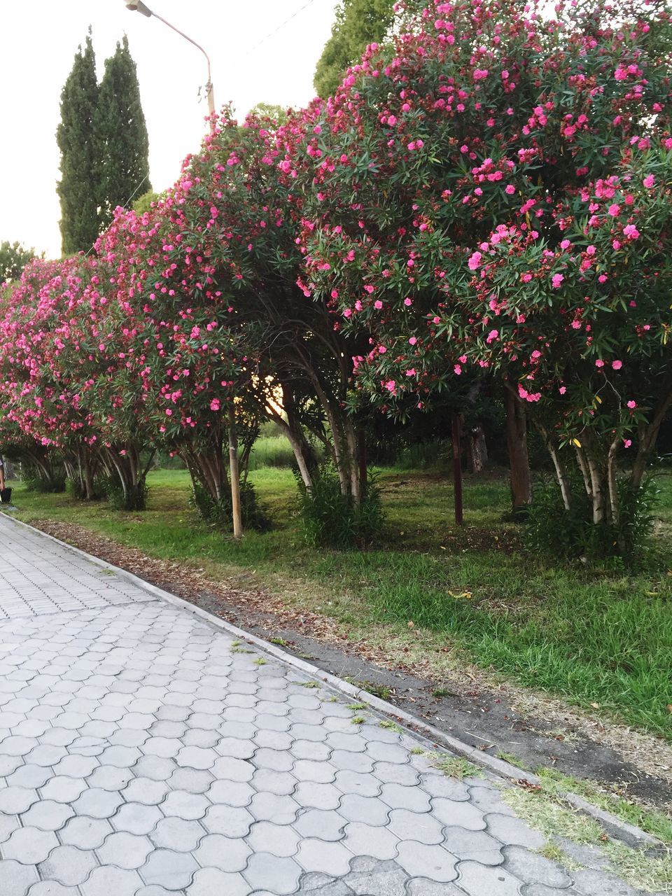 flower, tree, growth, freshness, beauty in nature, nature, plant, blossom, park - man made space, tranquility, footpath, pink color, fragility, tranquil scene, day, grass, in bloom, outdoors, springtime, no people