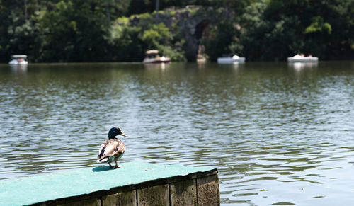 Man swimming in lake