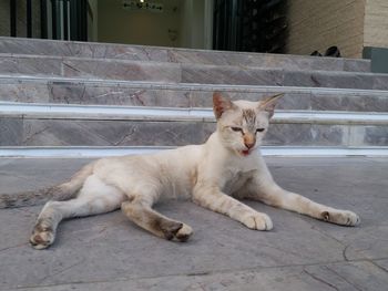 Portrait of cat resting on floor