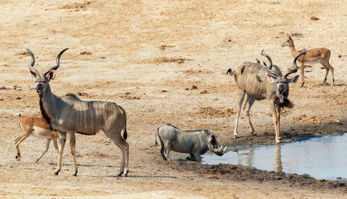 View of horse drinking water