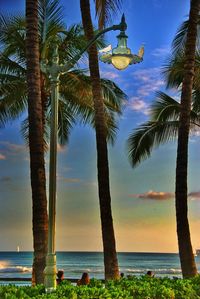 Palm trees on beach