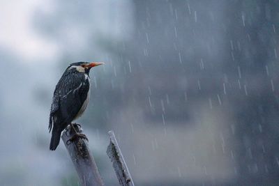 Close-up of bird perching on water