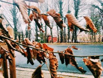 Close-up of dry leaves on wood