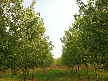 Trees on field against clear sky