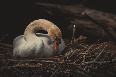 Close-up of birds in nest