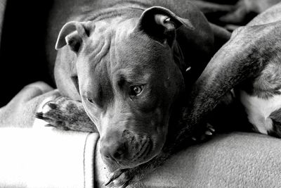 Close-up portrait of dog resting on sofa